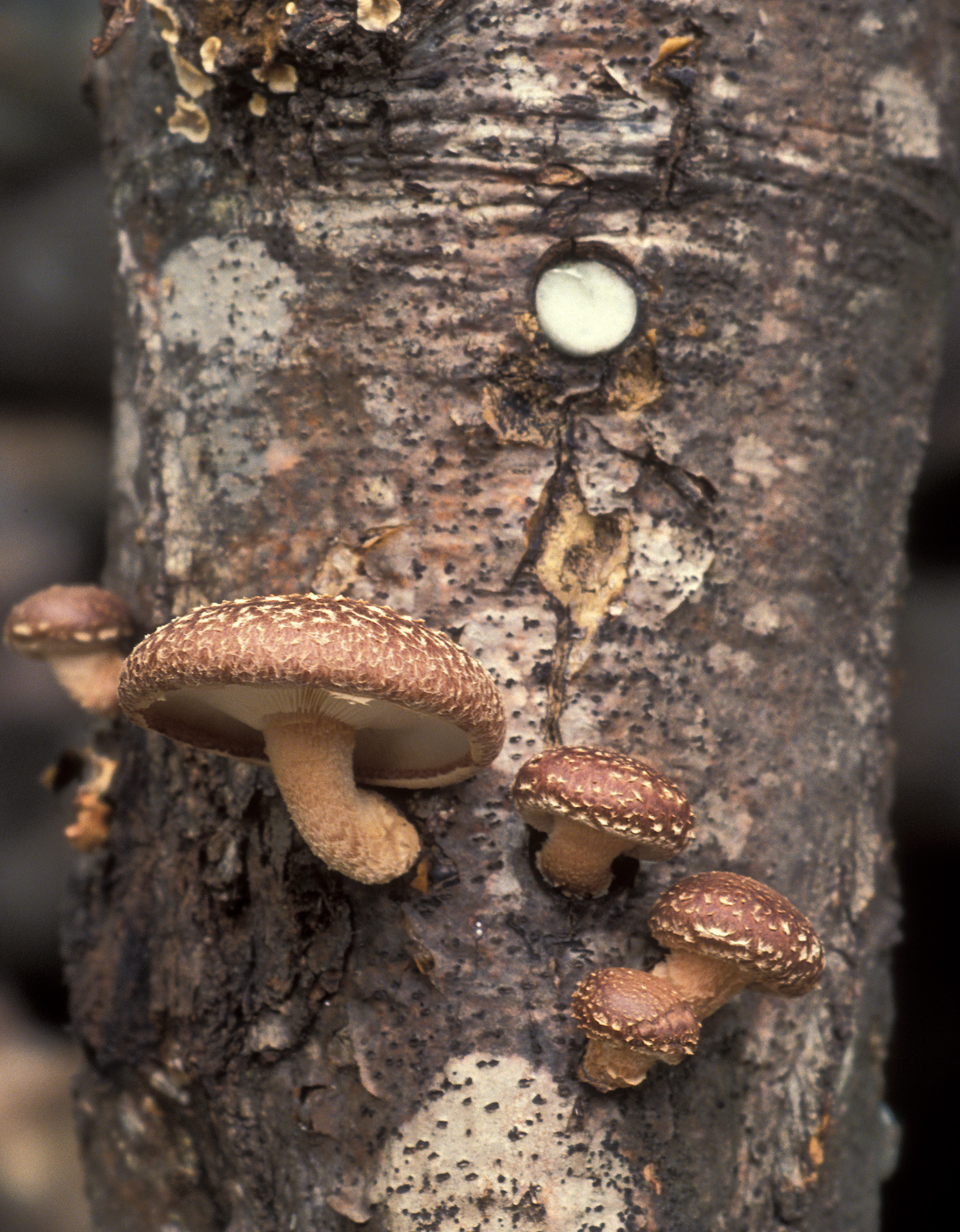 Photo de la recette « Lentins poêlés »