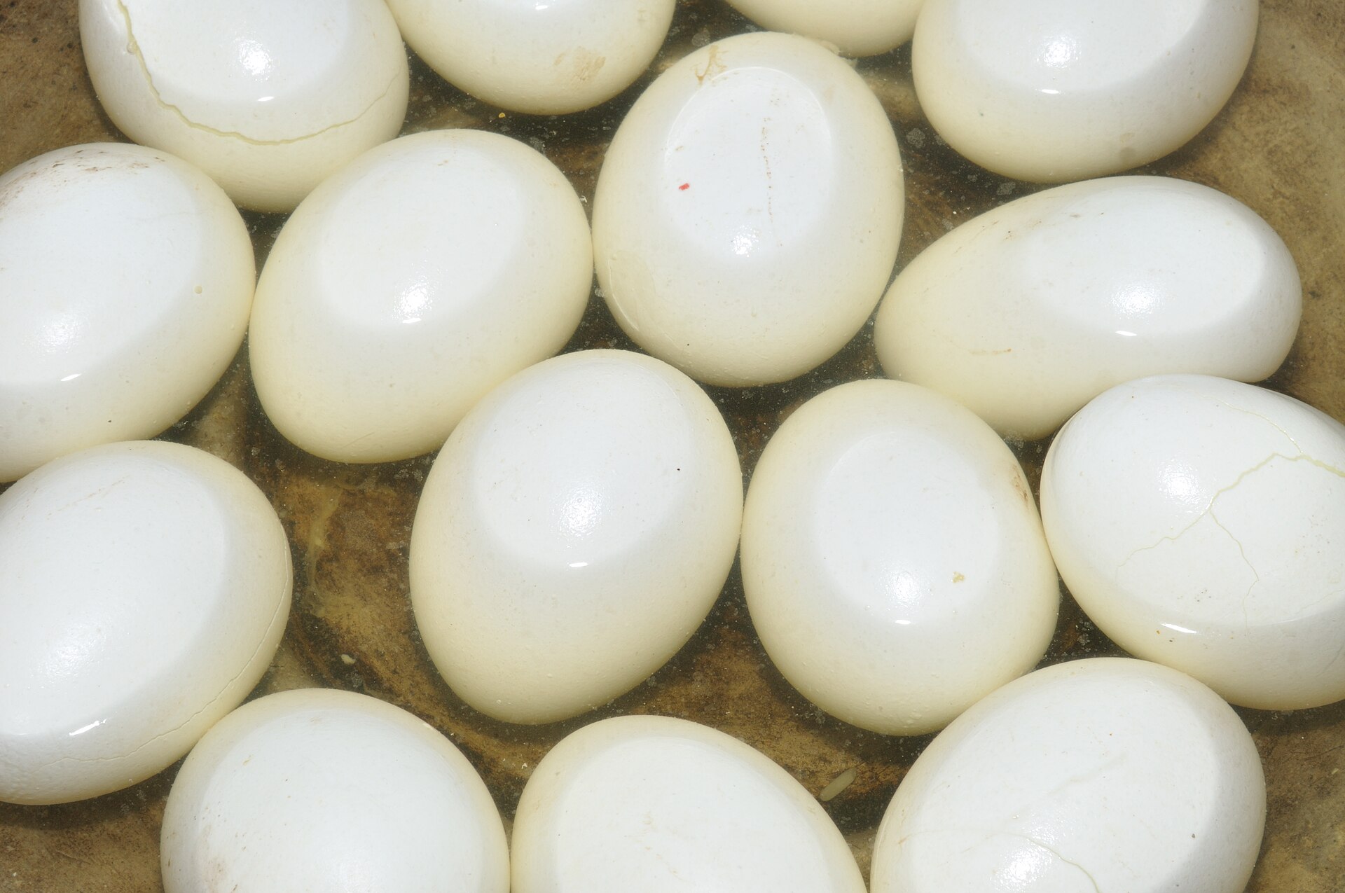 Photo de la recette « Œufs durs »