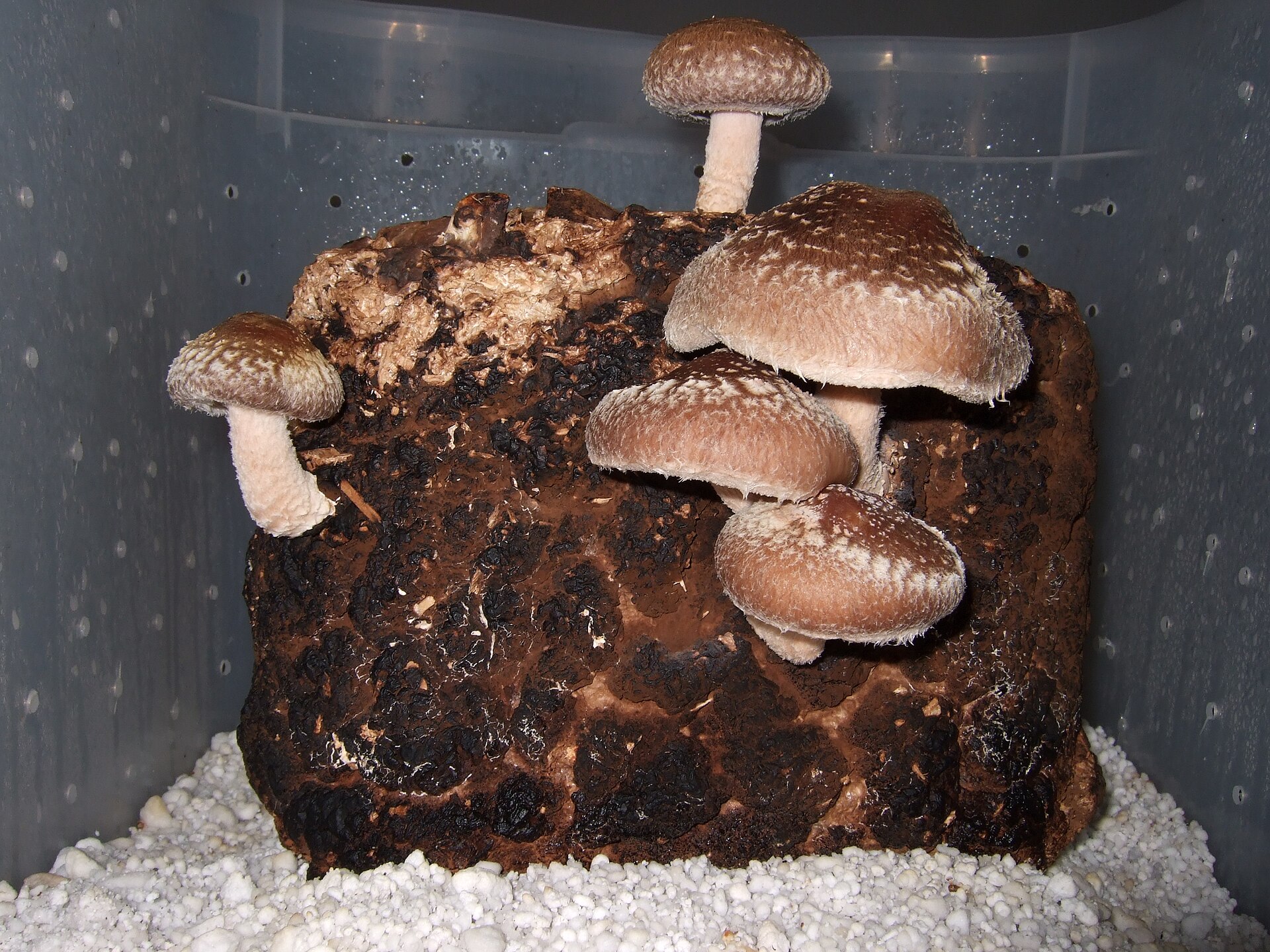 Photo de la recette « Lentins poêlés »