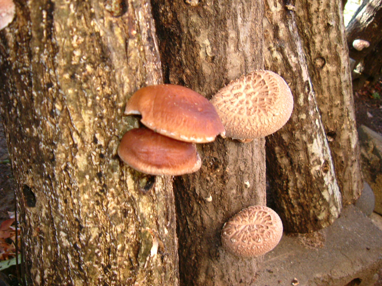 Photo de la recette « Lentins poêlés »
